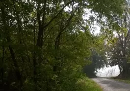 Occorre tagliare i rami degli alberi che insistono pericolosamente sulle strade di pubblico passaggio